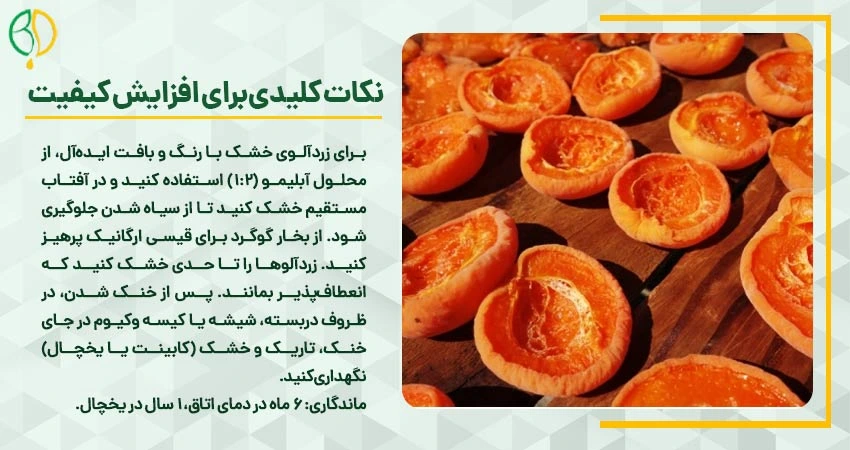 نکات کلیدی برای خشک کردن زردآلو