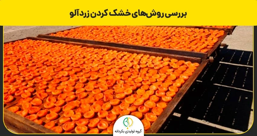روش‌های خشک کردن زردآلو