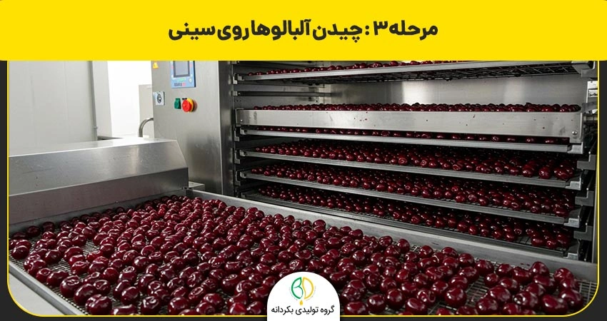 مرحله سوم درست کردن آلبالو خشکه با دستگاه
