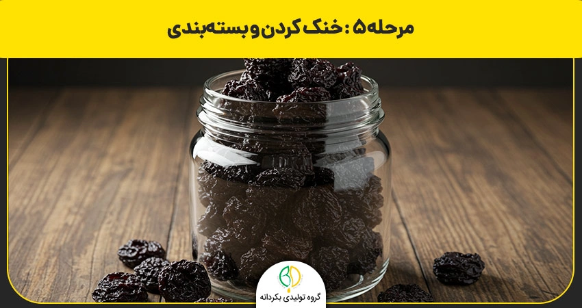 بسته بندی آلبالو خشک شده