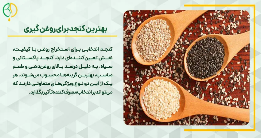 بهترین کنجد برای روغن گیری
