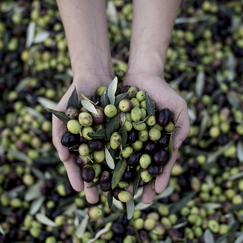 روغن گیری زیتون در خانه