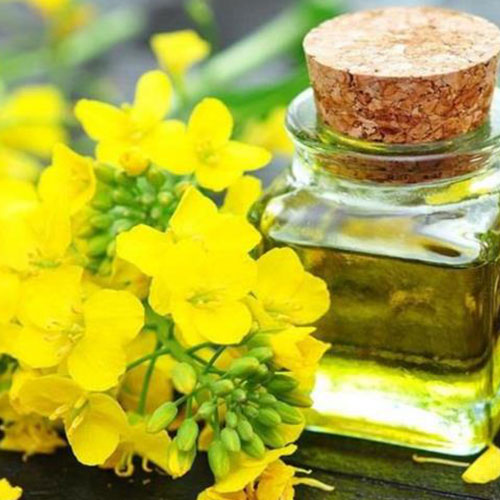 قیمت دستگاه روغن گیری کلزا