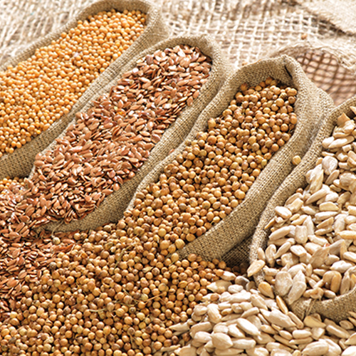 دستگاه روغن گیری خانگی کوچک