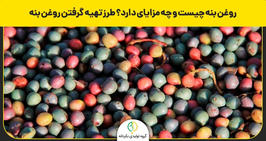 روغن بنه چیست و چه مزایای دارد؟ طرز تهیه گرفتن روغن بنه